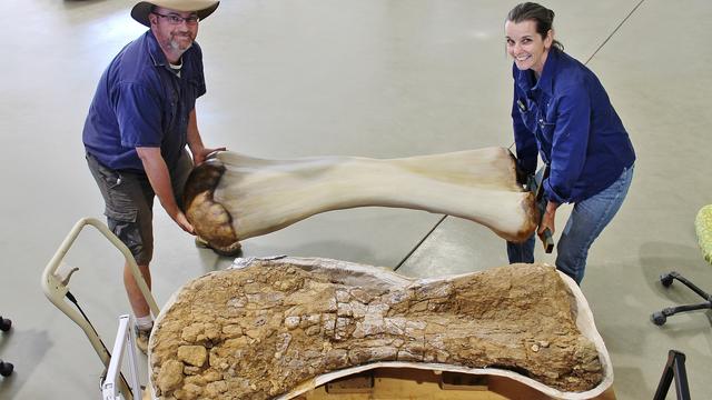 Les restes d'un dinosaure géant retrouvé en Australie appartiennent à une nouvelle espèce. [Reuters - Eromanga Natural History Museum]