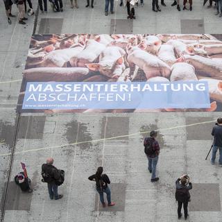 Vue d'une affiche montrant des porcs à l'engrais lors du lancement de l'initiative fédérale "Pas d'élevage industriel en Suisse"; de Sentience Politics, le mardi 12 juin 2018 à Berne. [Keystone - Peter Schneider]
