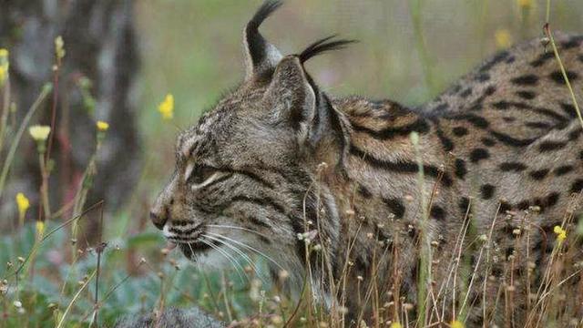 Le braconnage du lynx constitue un délit poursuivi d'office. [Keystone - EPA/HANDOUT]