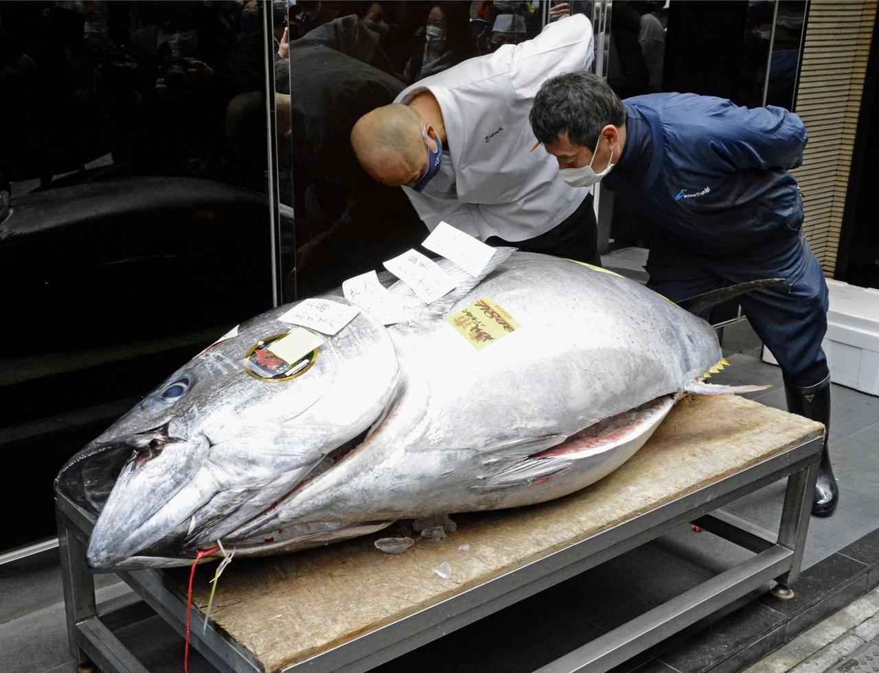 Un thon rouge de 208 kg a été vendu 178'000 francs. [Keystone/AP - Kyodo News]