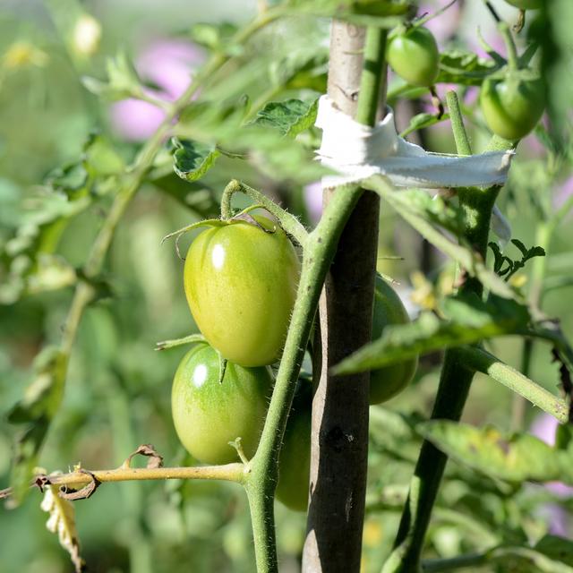 Qu'est-ce que les légumes greffés? [Depositphotos - Tallula]