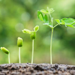 Les plantes, un exemple de l'intelligence du vivant. [depositphotos - weerapat]