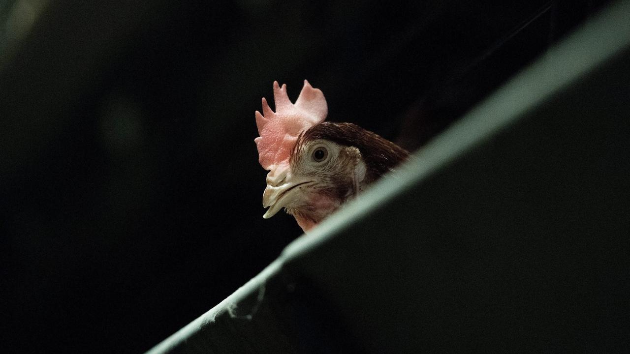 La grippe aviaire a été détectée dans de nombreuses exploitations avicoles en Allemagne. [Keystone/EPA - Szilard Koszticsak]