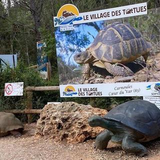 Le village des tortues à Carnoules dans le Var [RTS - Lucile Solari]