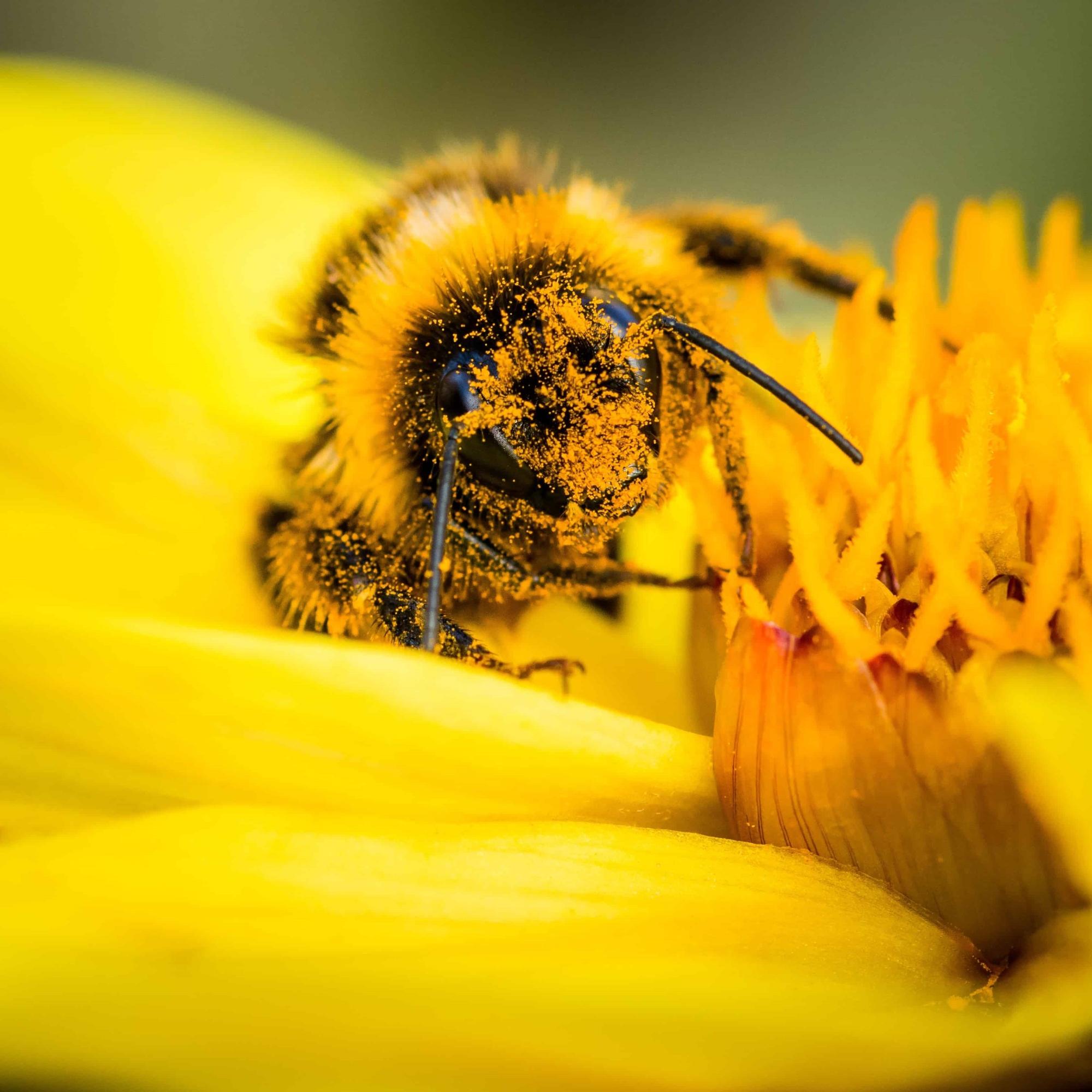 Daniel Cherix: Importance Des Insectes Pollinisateurs - Rts.ch ...