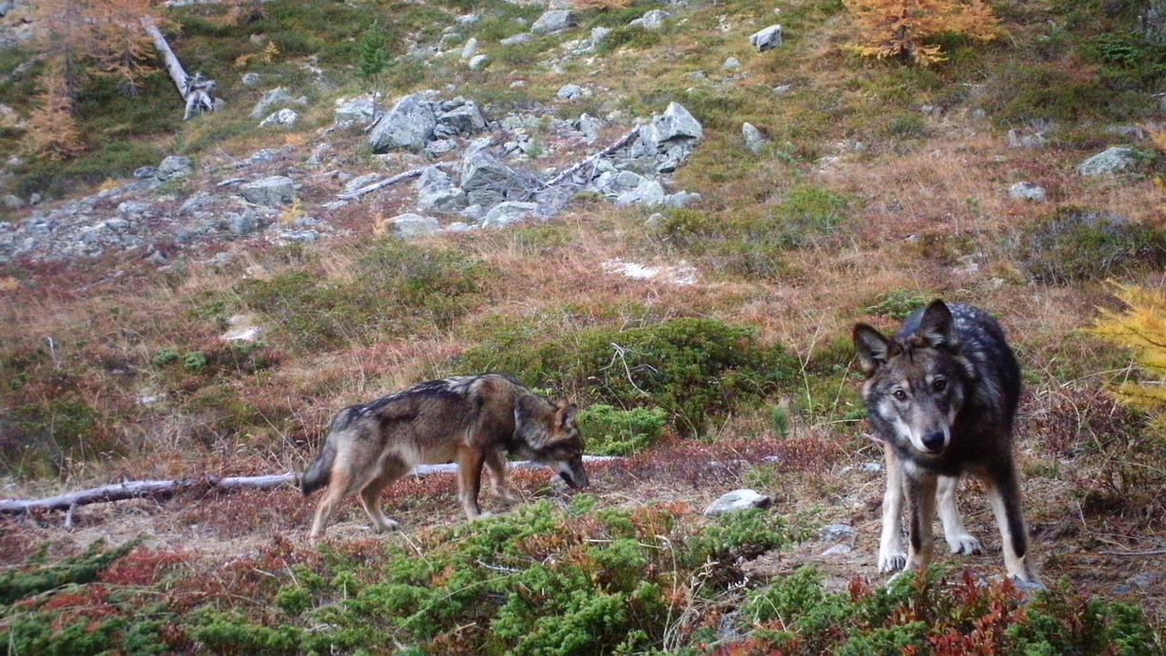 Deux jeunes loups de la meute de Stagias tirés d'affaire (illustration). [Keystone]