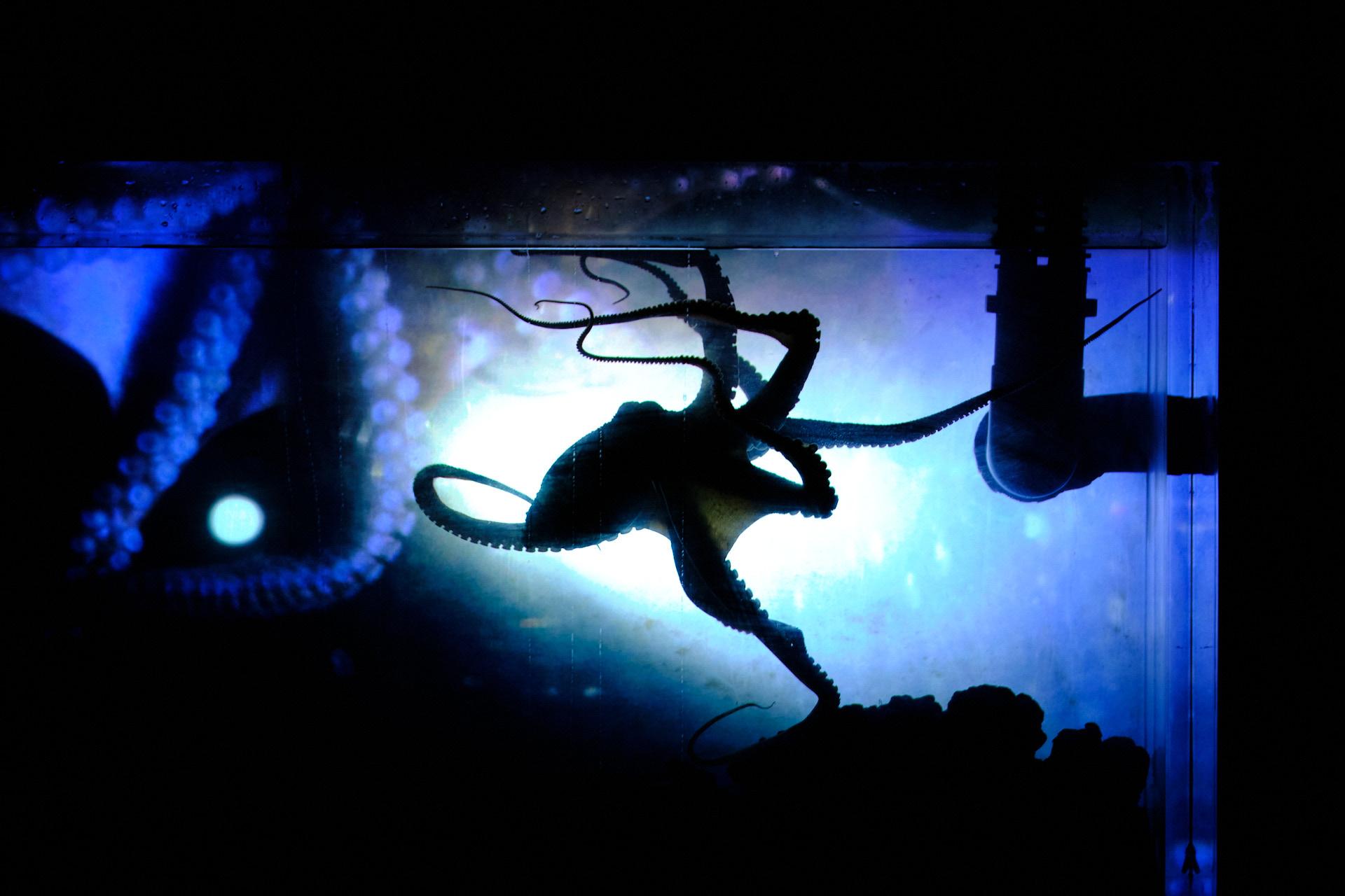 Sète (à moins que cela ne soit Agde?) dans l'aquarium de "Temple du présent – Solo pour octopus" de Stefan Kaegi. [Vidy.ch - Philippe Weissbrodt]