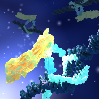 Représentation d’un assemblage de petites molécules (en bleu ciel) reconnaissant la protéine PD-L1 (en jaune).
Nicolas Winssinger 
Unige [Unige - Nicolas Winssinger]