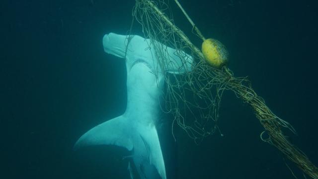 La surpêche a infligé des pertes de plus 70% sur la population de certains requins et raies au cours du dernier demi-siècle. [KEYSTONE - SEA SHEPHERD AUSTRALIA HANDOUT]