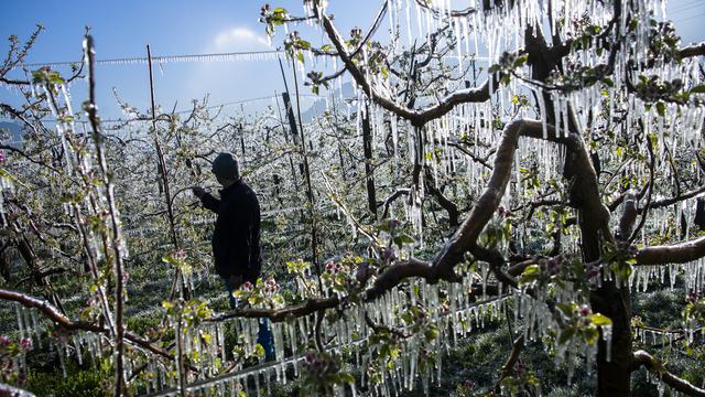 Les arboriculteurs ont lutté contre le gel en Valais où le thermomètre a frisé les moins six degrés. Ils s'attendent à des dégâts conséquents sur les coteaux. Les chiffres seront connus la semaine prochaine. [KEYSTONE - JEAN-CHRISTOPHE BOTT]