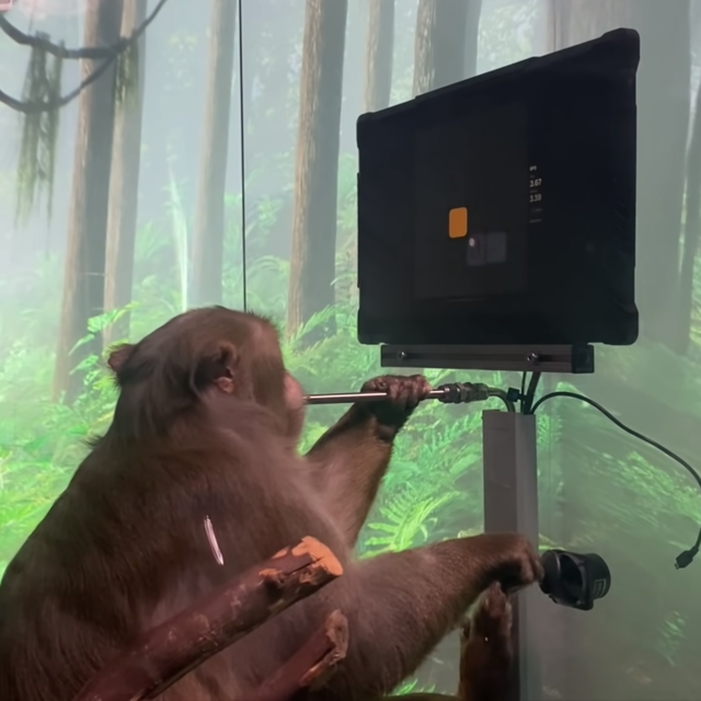 Pager, un macaque, joue à Pong par la pensée. [Monkey Mindpong]