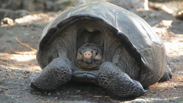 Une tortue des Galapagos d'une espèce qui semblait éteinte. [Keystone/EPA - Ministère équatorien de l'environnement]