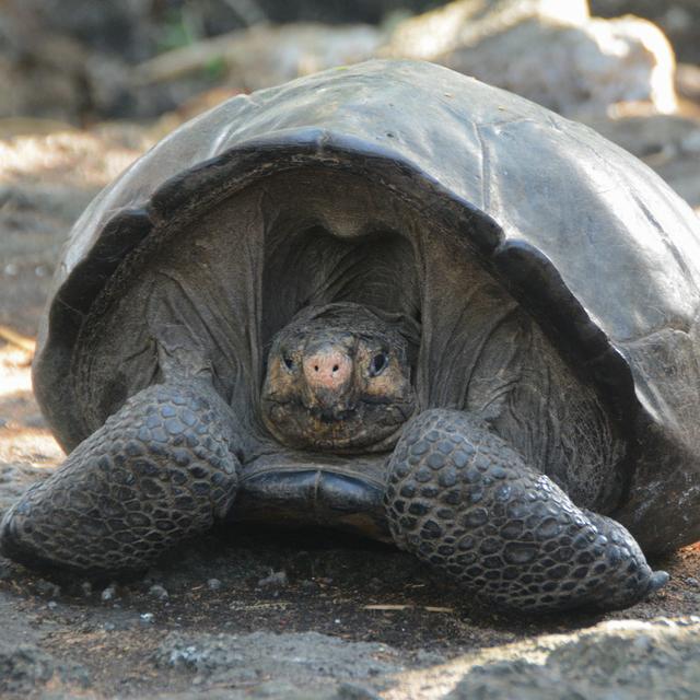 Une tortue des Galapagos d'une espèce qui semblait éteinte. [Keystone/EPA - Ministère équatorien de l'environnement]