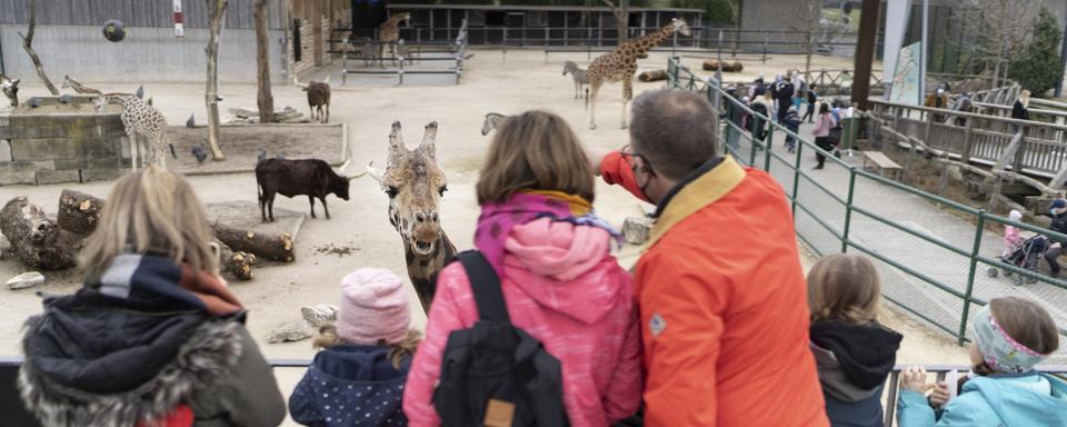 Des girafes du zoo de Rapperswil. [Keystone - Gaetan Bally]