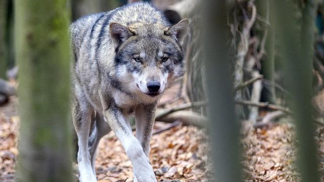 Un loup abattu dans la vallée de Conches (VS) (image d'illustration). [Keystone - Klaus-Dietmar Gabbert]