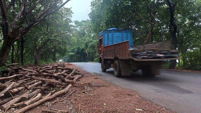 Aux abords du parc de Mollem, à Goa, les premiers arbres ont déjà été coupés [RTS - Sébastien Farcis]