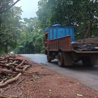 Aux abords du parc de Mollem, à Goa, les premiers arbres ont déjà été coupés [RTS - Sébastien Farcis]