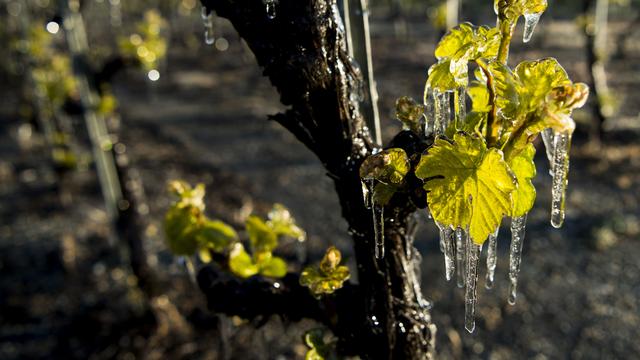 Les vignerons crient à l'aide suite à des vendanges catastrophiques. [Keystone - Jean-Christophe Bott]