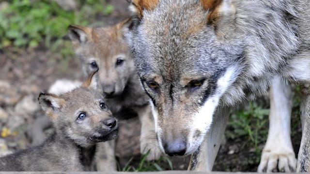 Les meutes et les loups isolés pourront être tirés plus rapidement en cas de conflit avec des éleveurs. Le Conseil fédéral a adopté mercredi une modification d'ordonnance qui entrera en vigueur le 15 juillet, au début de la saison d'estivage. [Keystone - Dominic Favre]