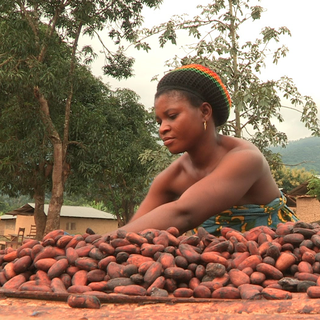 Après la récolte du cacao, Togo [DR - Togo-Images Fanny Bouteiller]
