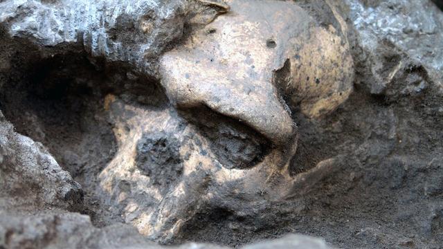 Crâne d'"Homo" primitif sur le site original de Dmanisi, Géorgie, photo non datée. [Université de Zurich]