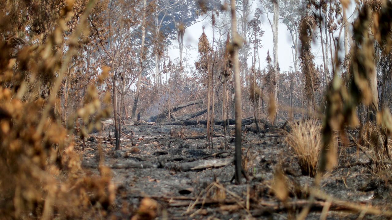 Zone dévastée par le feu dans l'Etat brésilien d'Amazonas, en août 2020. [Reuters - Ueslei Marcelino]