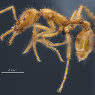 Une nouvelle espèce de fourmis du genre strumigenys, prénommée Strumigenys ayersthey. [ZooKeys - Douglas B. Booher / Philipp O. Hoenle]