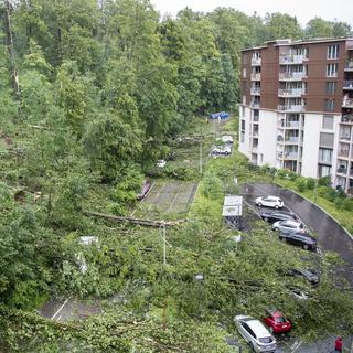 Des arbres sont tombés sur des voitures à Käferberg, dans le canton de Zurich. [Keystone - Ennio Leanza]