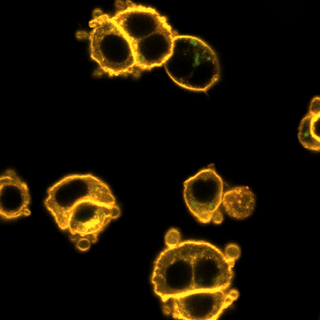 Cellules d’îlots pancréatiques avec une horloge moléculaire préservée. 
Petrenko et al. 
Unige [Unige - Petrenko et al.]