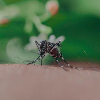 Les moustiques vont-ils nous envahir ? [Pexels]