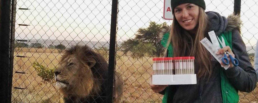 La doctorante Jessica Burkhart, a recueilli des échantillons de salive de carnivores au sanctuaire de Kevin Richardson. Elle analyse la quantité d'ocytocine dans ces échantillons afin de mieux comprendre leur comportement social. [Twitter - UMN Lion Center]