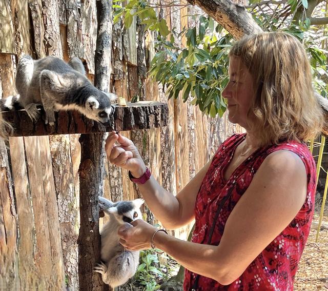 Les parrains et marraines ont pu nourrir les jeunes lémuriens. [Bioparc - Andrew Myers]