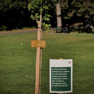 Depuis plusieurs semaines, un mystérieux comité "J'aime la vie" plante illégalement des arbres en ville de Genève. Ici au parc Bertrand. [TDG - Laurent Guiraud]
