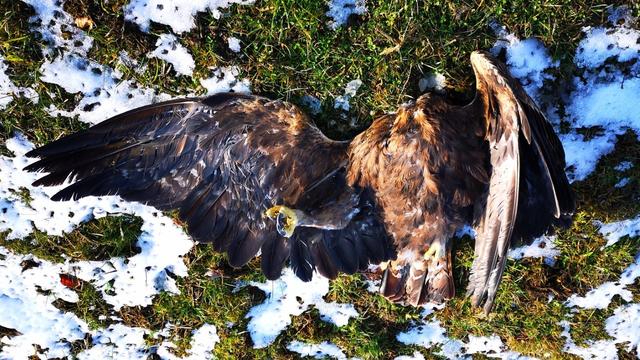 Un aigle royal a percuté les pales d’une éolienne du parc du Mont-Soleil dans le Jura bernois fin 2021. [BirdLife Suisse]