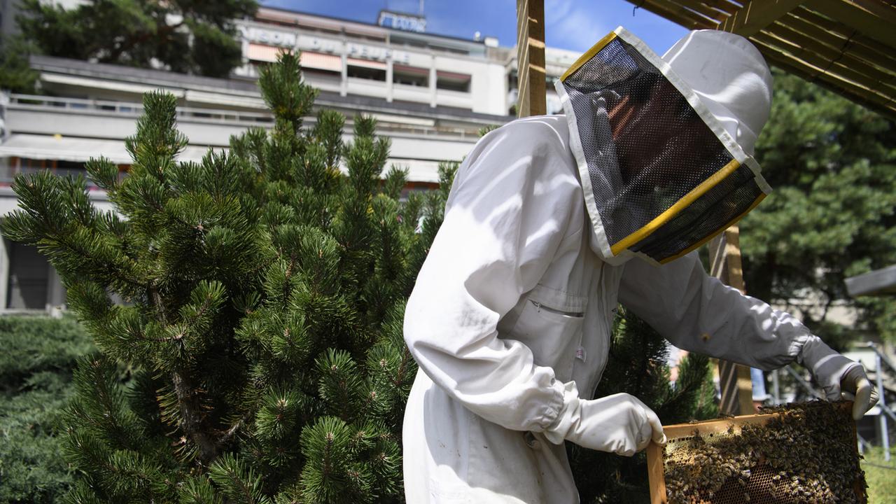 Un apiculteur en ville de Lausanne en juillet 2017. [Keystone - Laurent Gillieron]