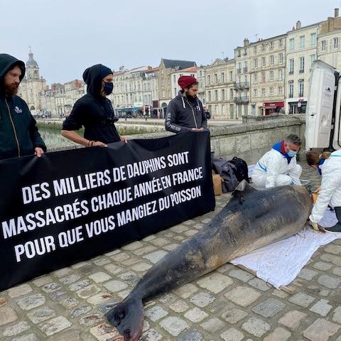 Chaque année, des centaines de carcasses de dauphins échouent sur les plages du Golfe de Gascogne. Ici une équipe de militants de Sea Shepherd en patrouille sur une plage vendéenne. [RTS - Lucile Solari]