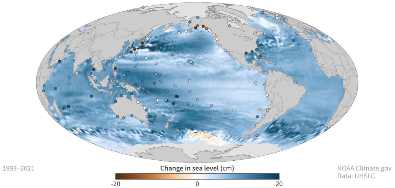 Le niveau global de la mer a augmenté presque partout (couleurs bleues). Localement, certaines zones côtières ont vu le niveau de la mer baisser (brun) parce que le sol s'y est élevé plus rapidement que le niveau global de la mer. La plupart de ces zones ont été enfouies sous d'énormes calottes glaciaires au cours de la dernière période glaciaire, et elles se remettent encore de cette compression, un processus qui prend des milliers d'années. [NOAA Climate.gov - UHSLC]