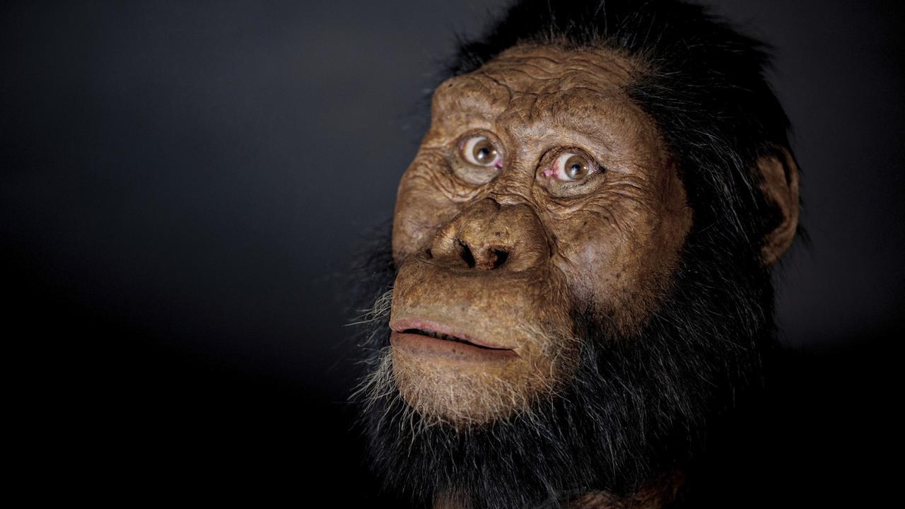 Une reconstruction faciale réalisée à partir du crâne fossilisé d'un.e Australopithecus anamensis. [Keystone/AP - Matt Crow/Cleveland Museum of Natural History]