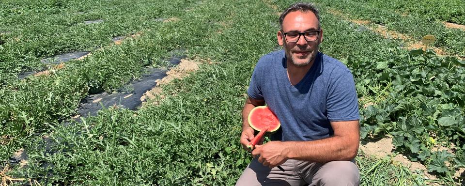 Philippe Cornu dans son champ de pastèques à Yens (VD). [RTS - Martine Clerc]