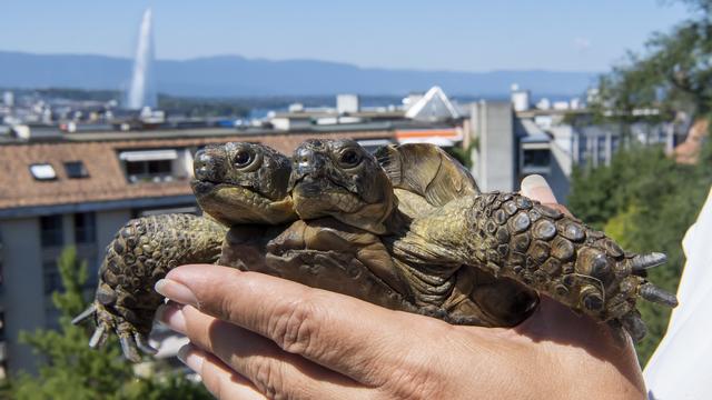 Mascotte du Muséum d'histoire naturelle de Genève, la tortue Janus fête ses 25 ans [Keystone - Martial Trezzini]