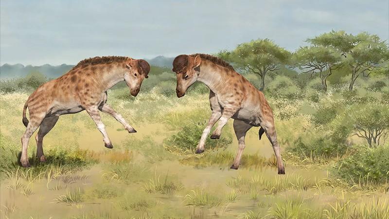 Les combats entre mâles à l'origine de l'allongement du cou des girafes. [Y. WANG AND X. GUO]
