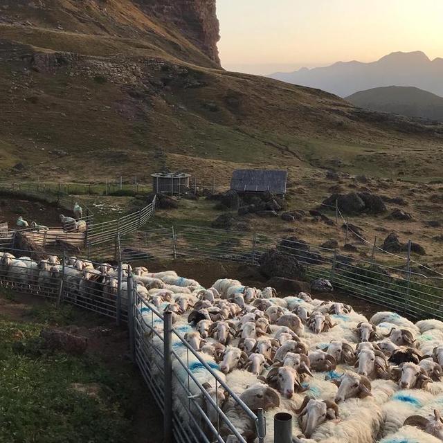 Dans les montagnes de la vallée d’Aspe, dans le Bearn, Maxime Bajas élève des moutons. Pas de trace d’ours a priori et pourtant il est bel et bien présent dans ce coin de Pyrénées. [RTS - Marion Paquet]
