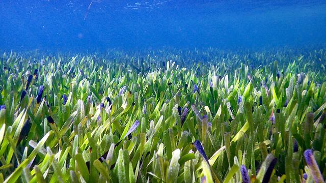 La posidonie australienne s'étend sur 180 kilomètres. [UWA School of Biological Science - Rachel Austin]