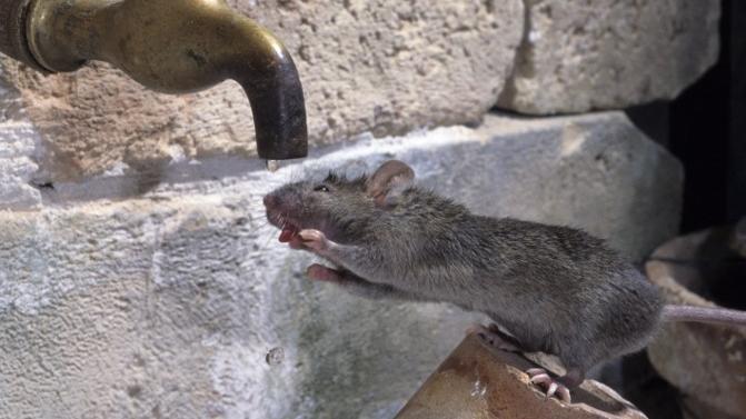 Trop ou pas assez de motivation nuit à la prise de décision, selon une équipe de recherche lémanique qui a élaboré des expériences avec des souris assoiffées. [via AFP - Bruno Cavignaux/Biosphoto]