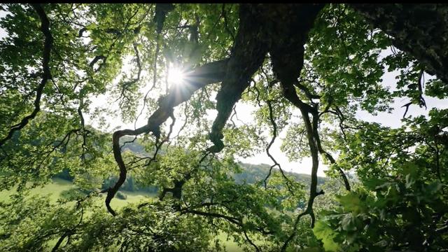 Le monde fascinant des arbres - Le chêne. [RTS]