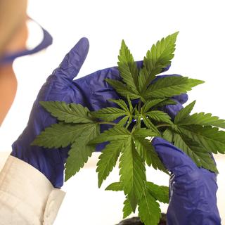 La recherche scientifique autour du cannabis connaît un boom au Canada quatre ans après la légalisation de cette plante.
Omstudio
Depositphotos [Omstudio]