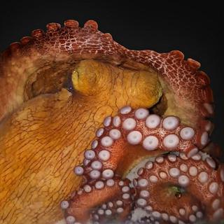 Une pieuvre change de couleur en dormant. [AFP - Sylvia L S Medeiros / Brain Institute of the Federal University of Rio Grande do Norte]