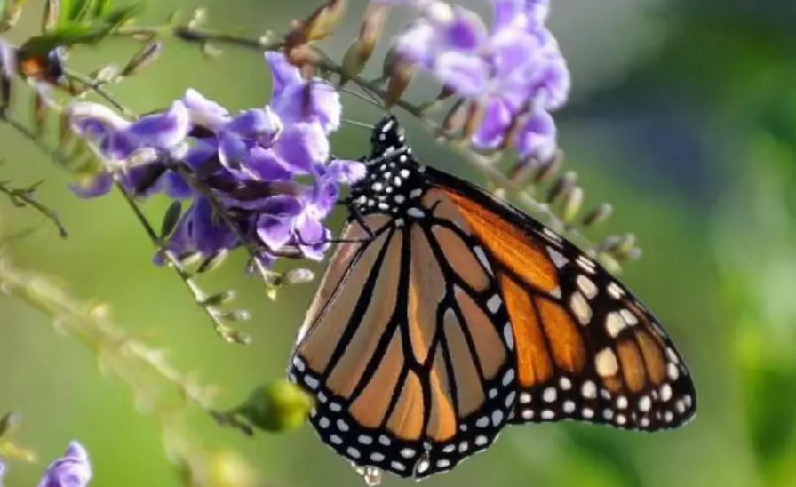 Ce grand papillon est célèbre pour ses migrations de grande ampleur en Amérique [AFP - Gabriel Bouys]