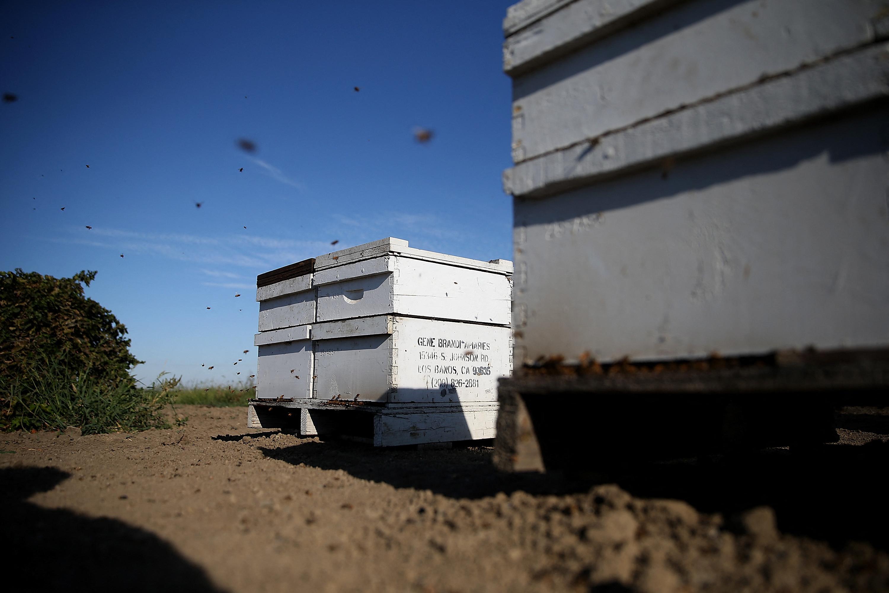 Des abeilles volent autour d'une ruche à Los Banos, en Californie, en 2014. [GETTY IMAGES NORTH AMERICA / Getty Images via AFP - JUSTIN SULLIVAN]