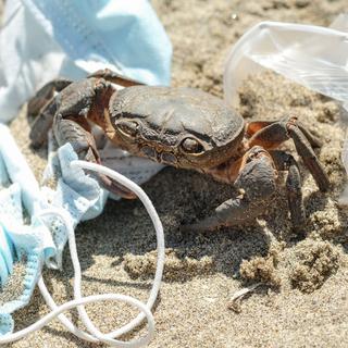 Gros plan sur un crabe sur une plage entouré de détritus dont un masque chirurgical. [Depositphotos - Paolo_galasso]